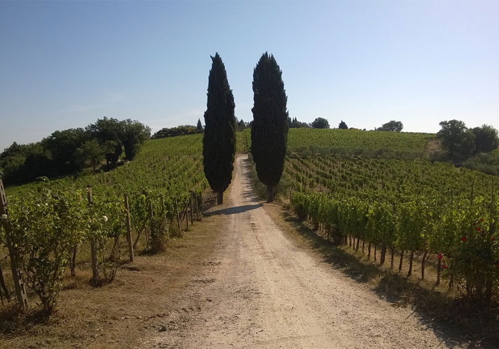 Vecchie Terre di Montefili