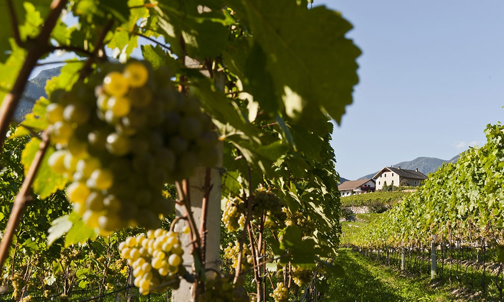 Azienda Kofererhof