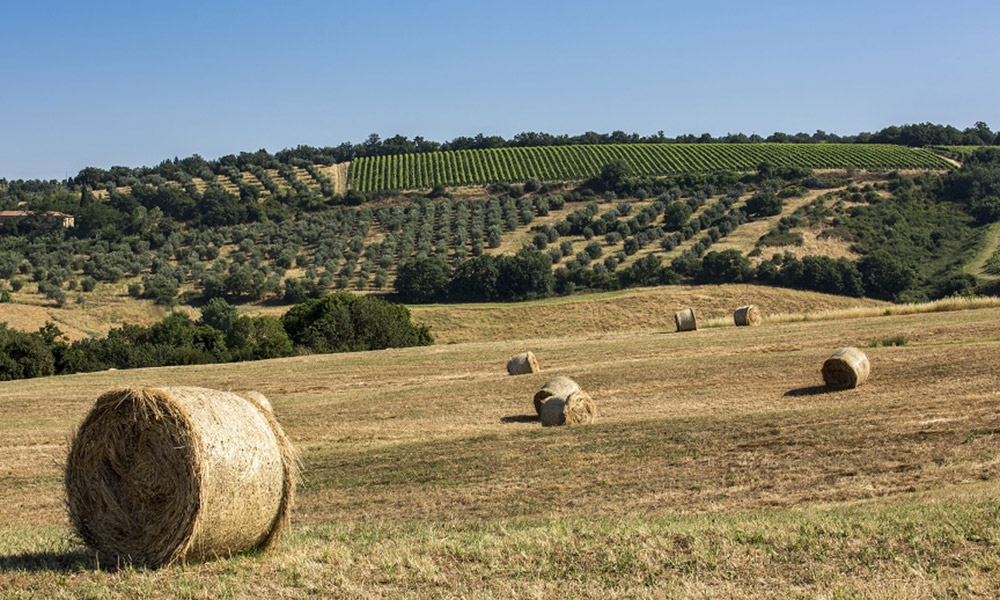 Tenuta di Lilliano