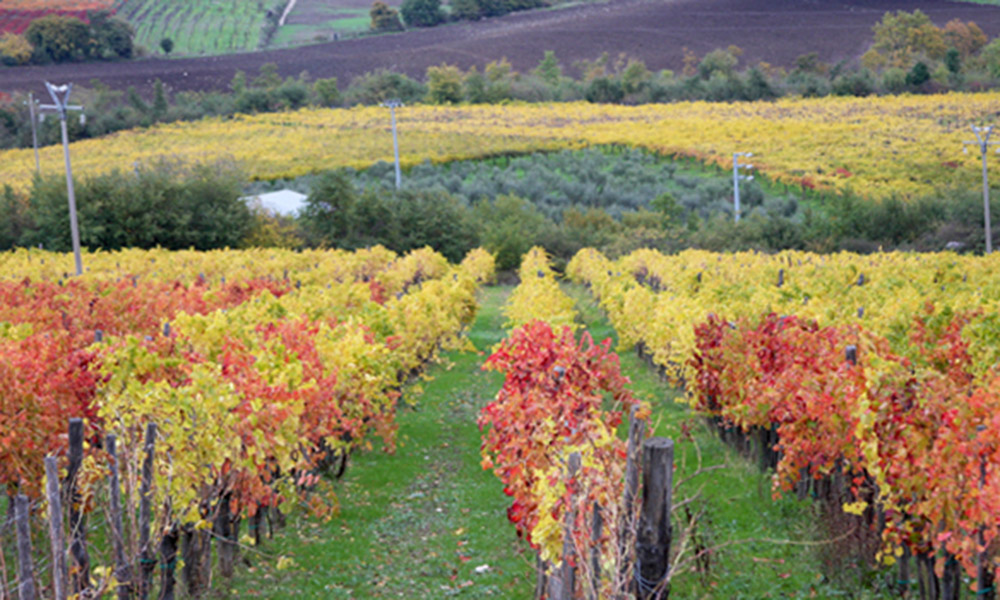 Fattoria La Rivolta in the Benevento area