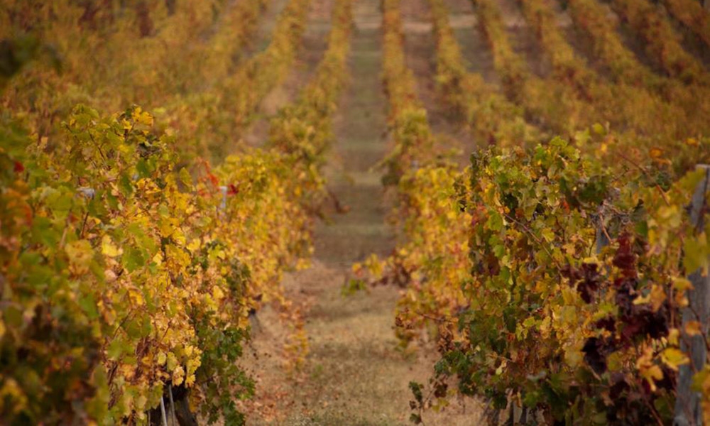 Cantina Colline Pisane