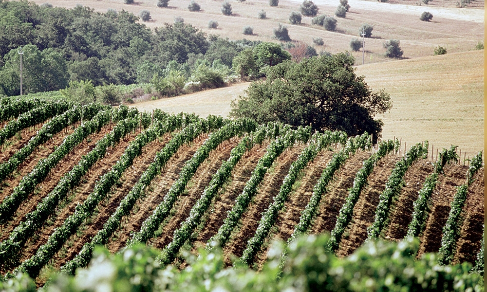 Poggio al Lupo