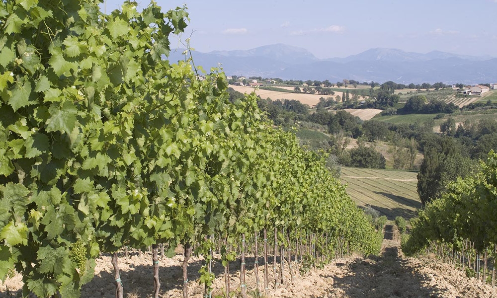 Tenuta Alzatura