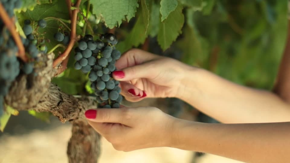 Enoturismo. Ora fare i turisti tra le vigne è una cosa seria: cosa dice la legge? ||