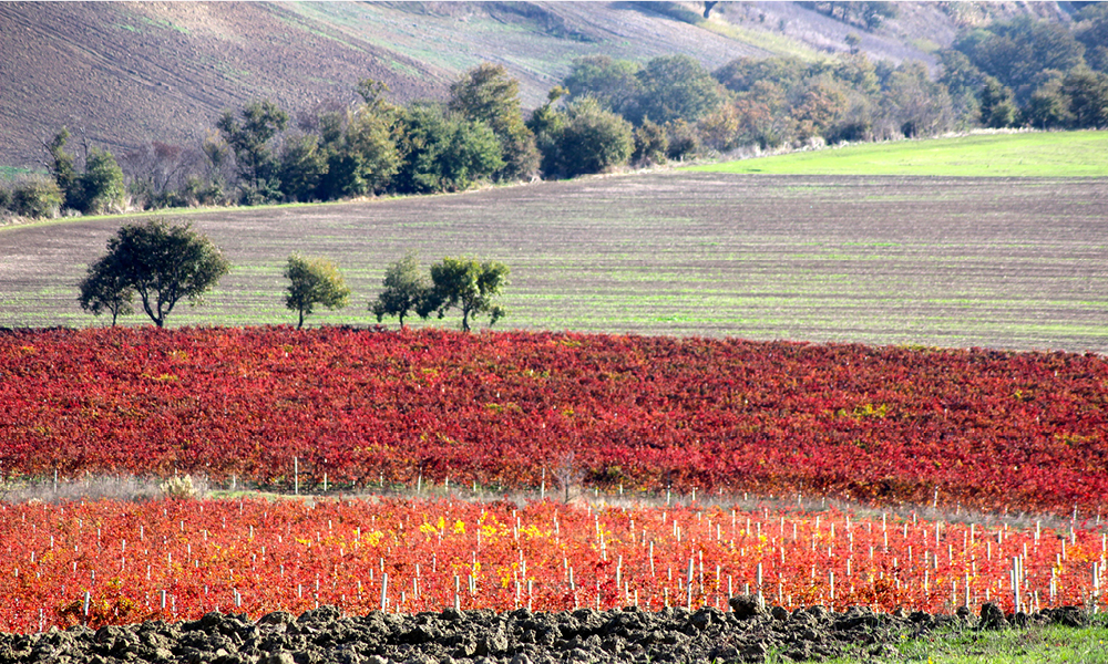 vineyards of the Basilicata vulture