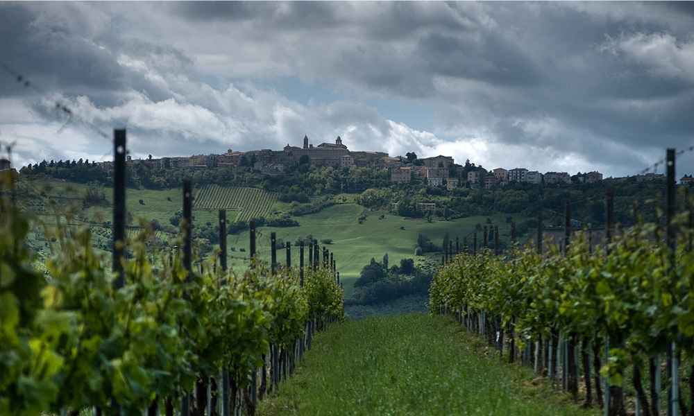 Festa del Vino e dell’Uva marche