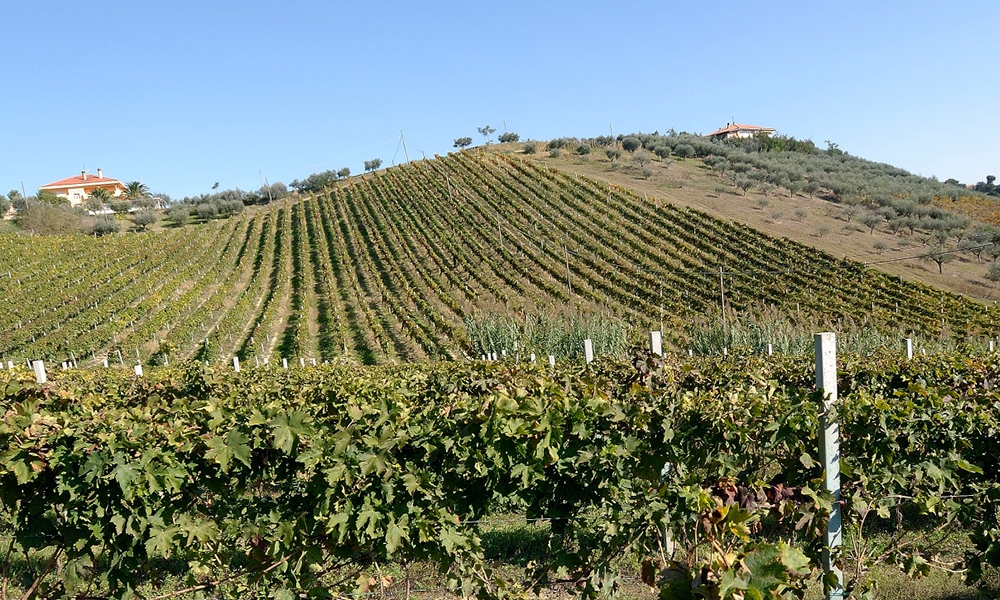 Vini La Quercia Vini La Quercia