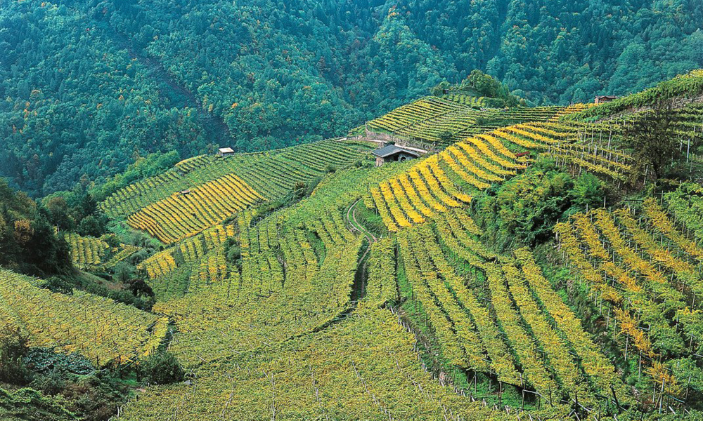 cantine aperte vigneti trentino
