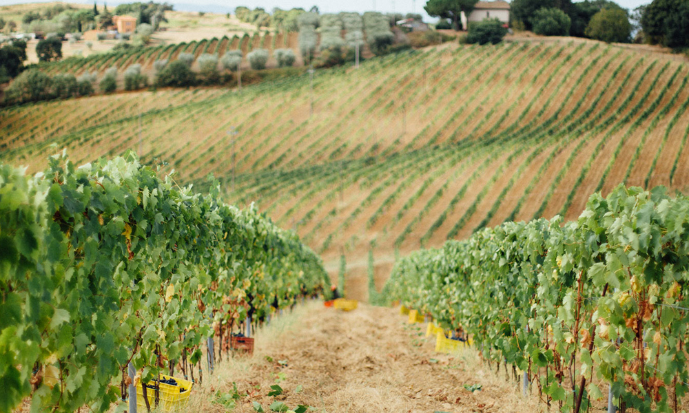 Vigneti Morellino di Scansano Fattoria Mantellassi