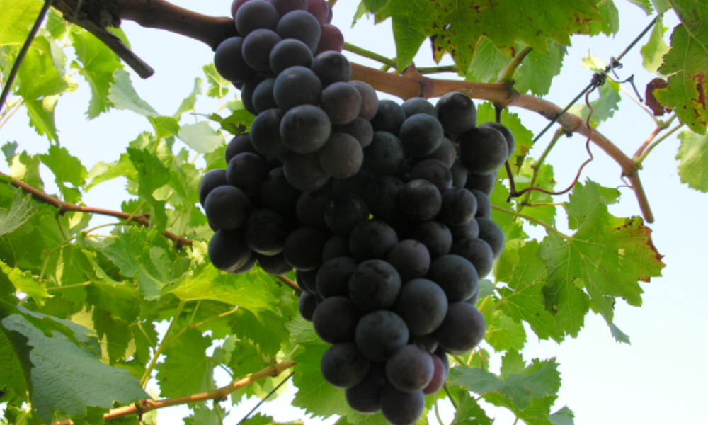 uva grappolo 