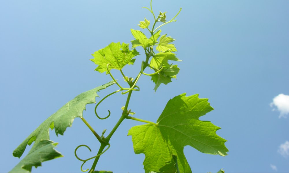 vino cambiamento climatico