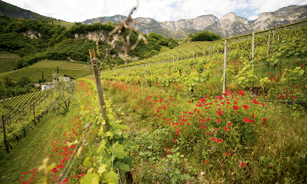 Tiefenbrunner vigneti