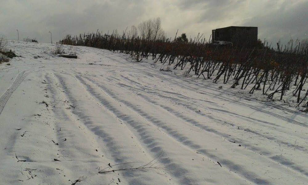 vigneti neve vesuvio florami