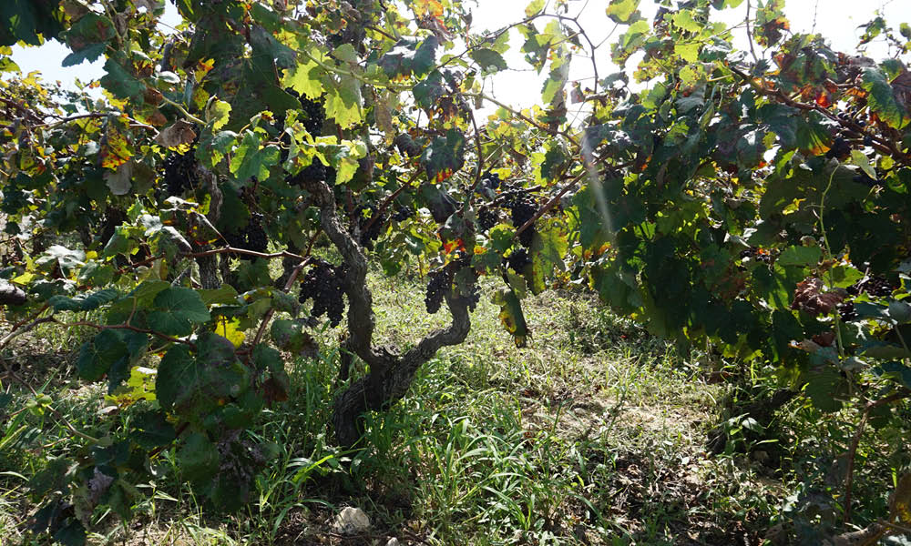 Apollonio 1870 vigneti in Puglia