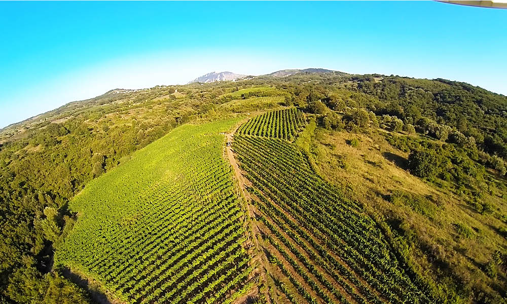 Vigneti nel Cilento Albamarina