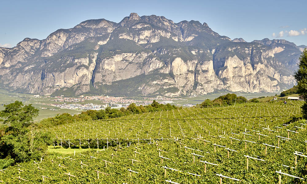 Cesarini Sforza vigneti