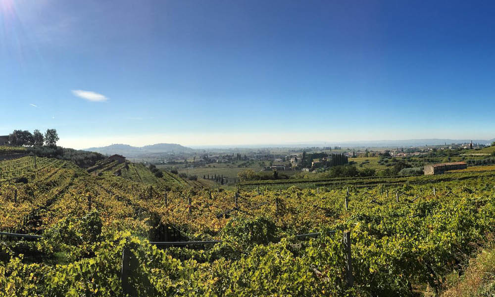Vigneti Santa Sofia