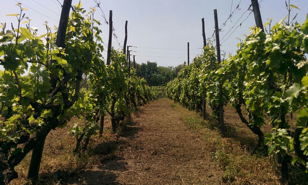 Bosco de’ Medici Bosco de’ Medici