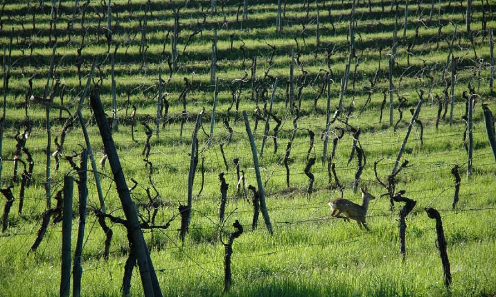 Vigneto delle Terre Rosse