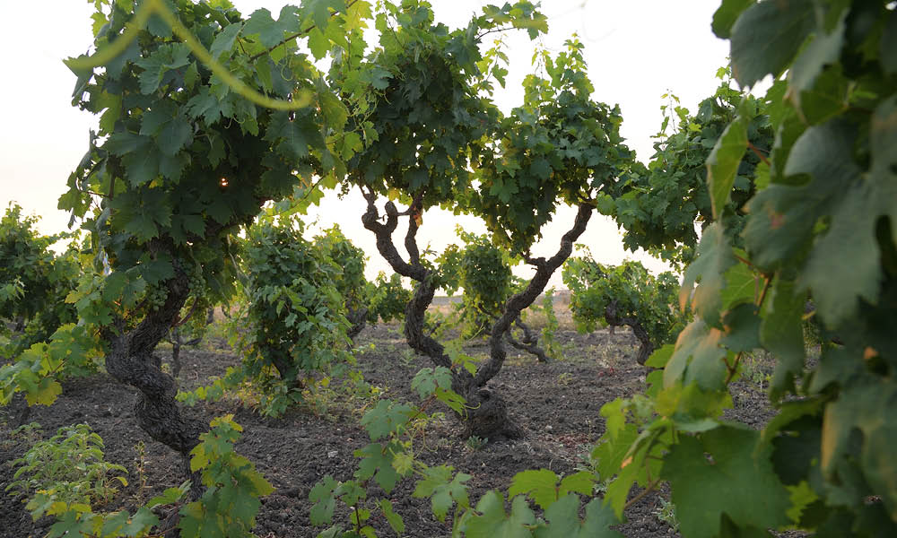 attanasio primitivo di manduria