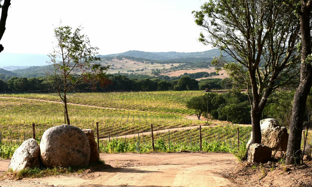 cantina murales vino sardegna