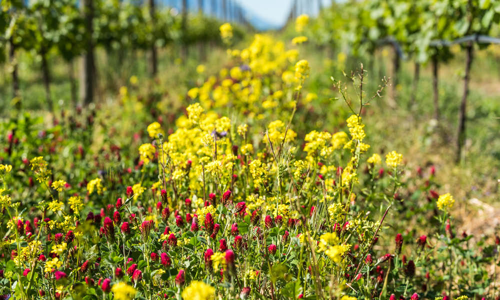 cantina toblino trentino vigneti delle dolomiti
