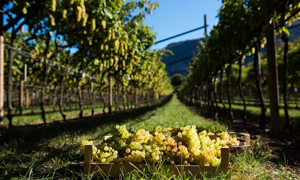 cantina toblino vini