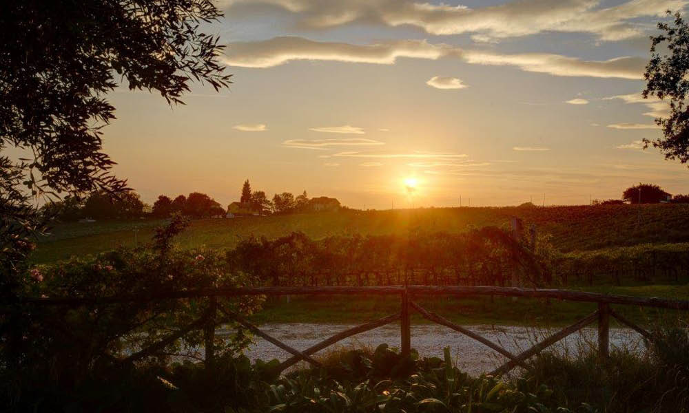 La Capinera vino marche