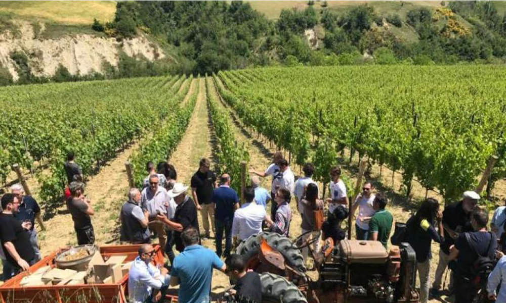 D'Alesio Sciarr Montepulciano D'Abruzzo