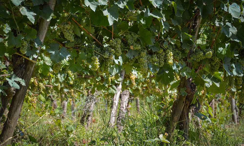 torricino greek vineyards of tufa