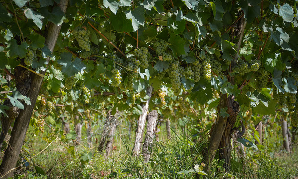 torricino vigne greco di tufo