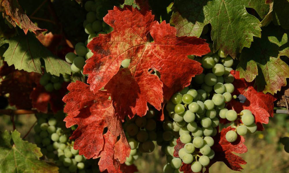 Vigneto delle Terre Rosse vini emilia