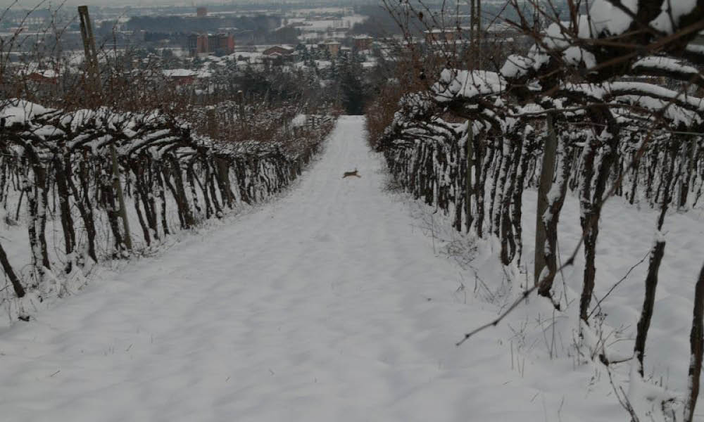vini natura inverno