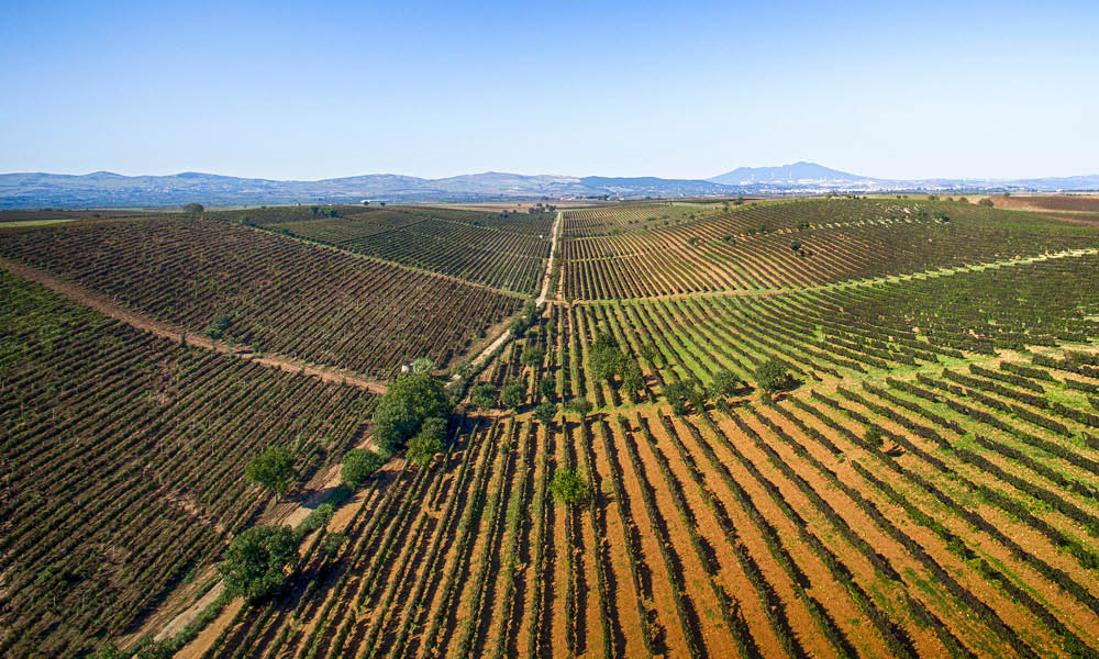 Venosa Aglianico del Vulture winery