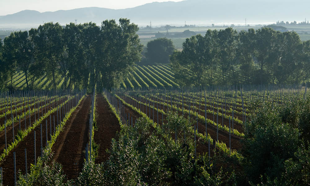 Casale del Giglio vini lazio