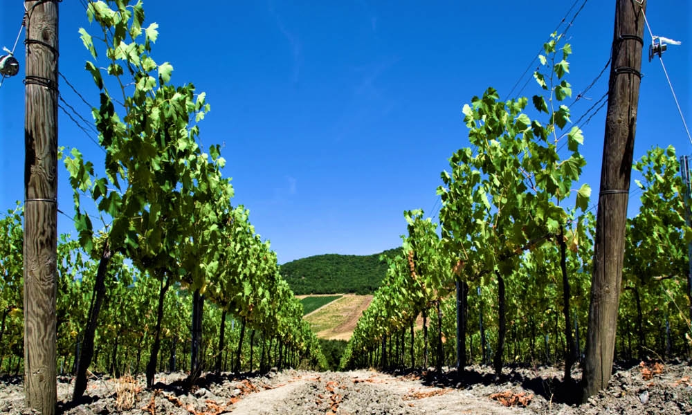 || Poggio Mandorlo