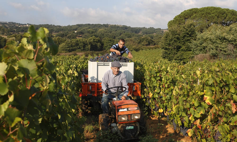 Cantina Paolo Depperu Paolo Depperu