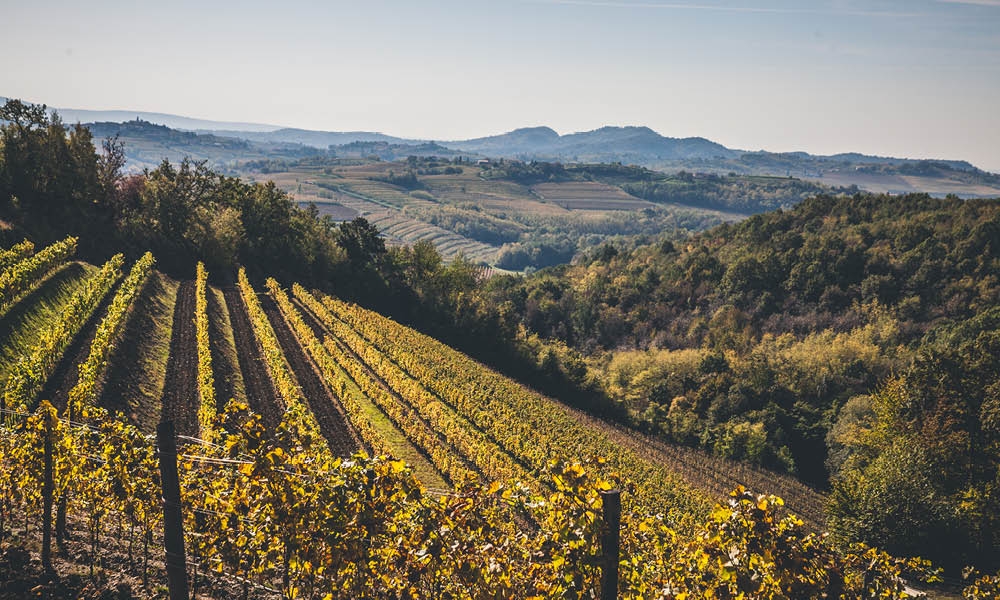 Tenuta Stella