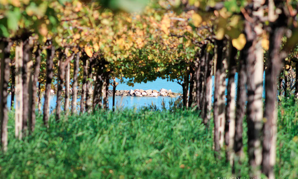 cantina tollo vini abruzzo