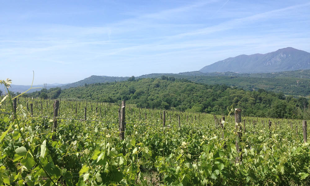 cantine di marzo3