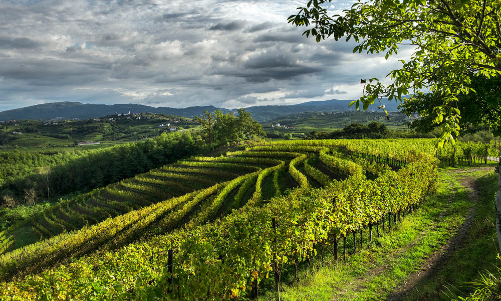 marco felluga vini collio 