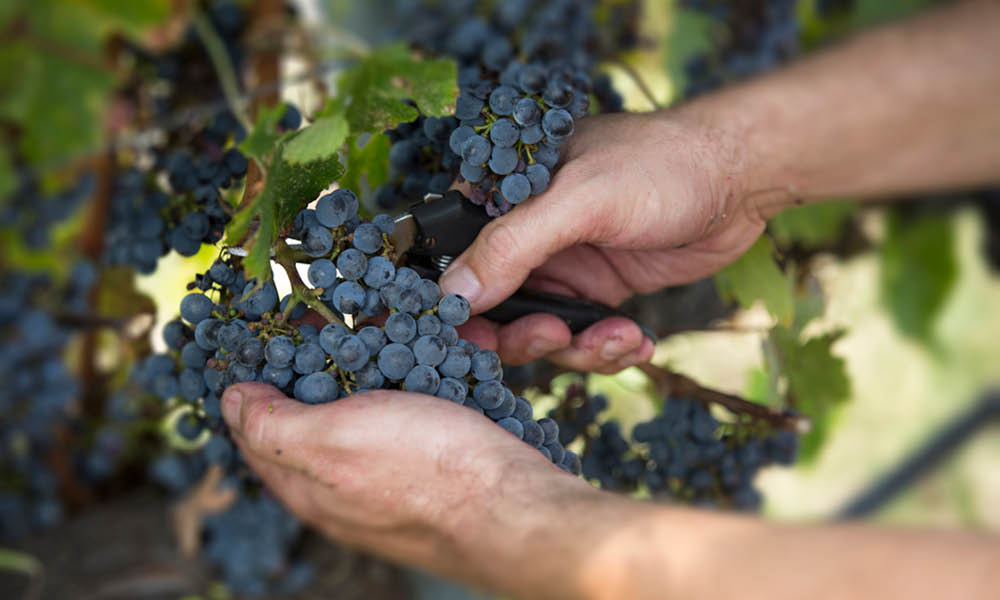 monteversa uve vino