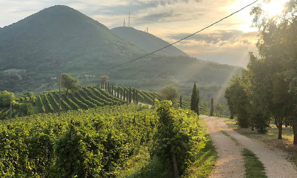 colli euganei monteversa vini