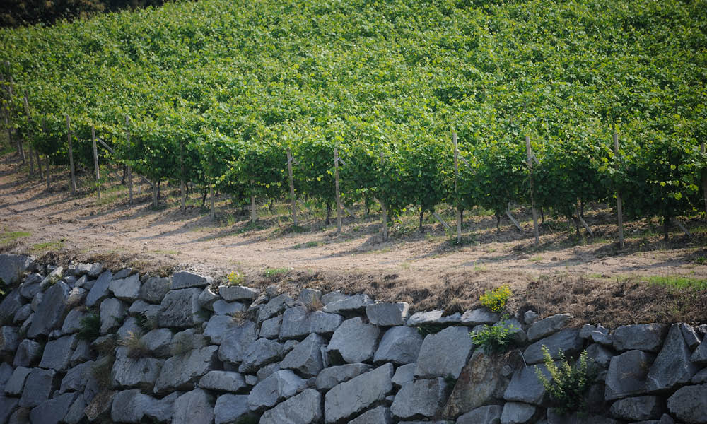 travaglini gattinara vini nebbiolo