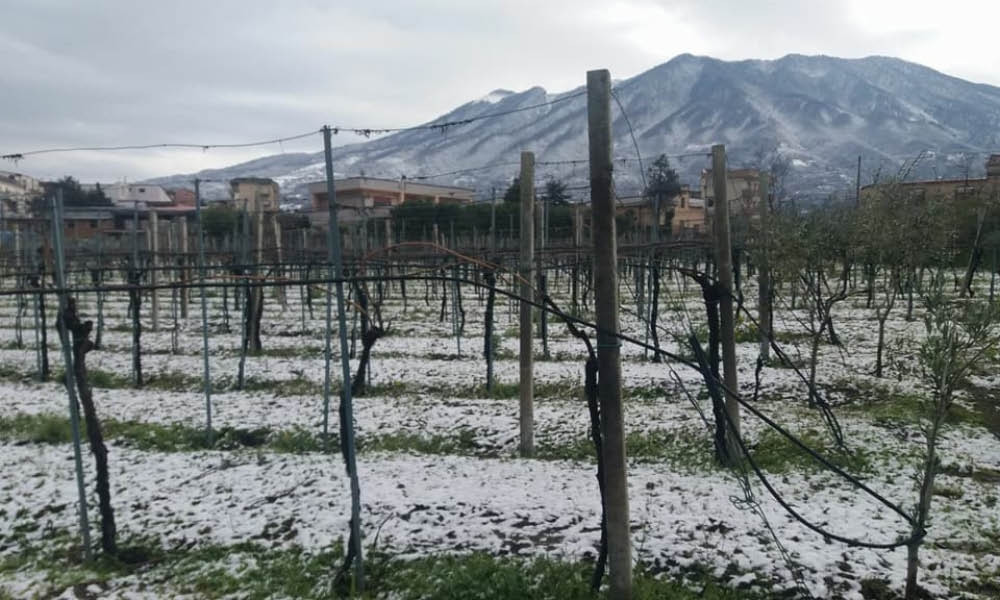 Nocerino Vini - Tenuta Augustea