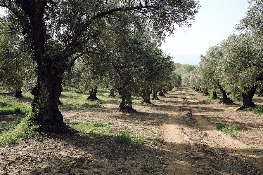 statti-olivi