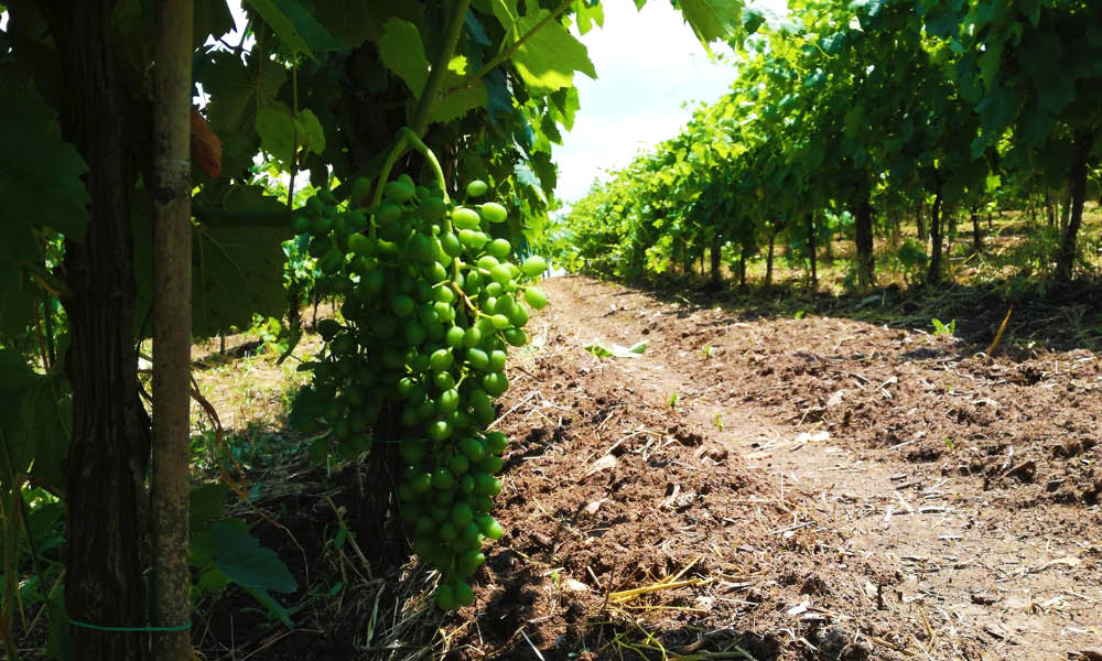lauranti campania wines