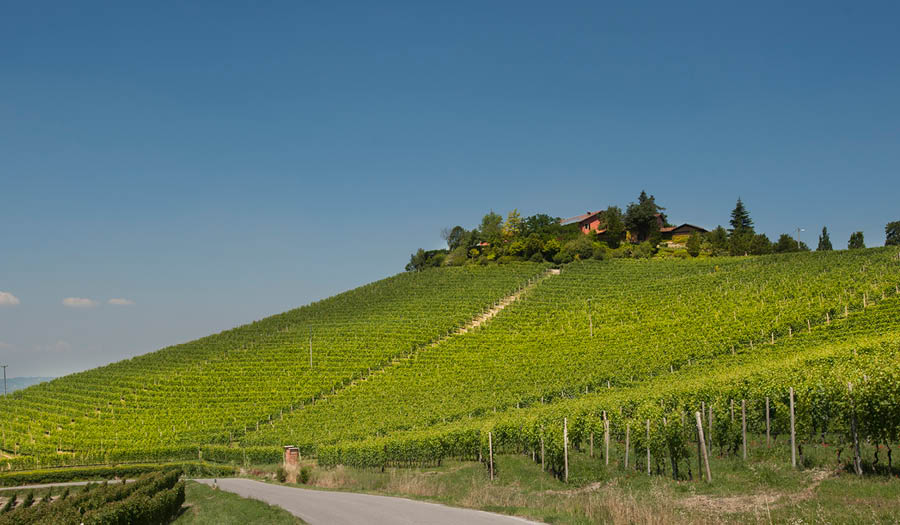 pious caesar barolo wines