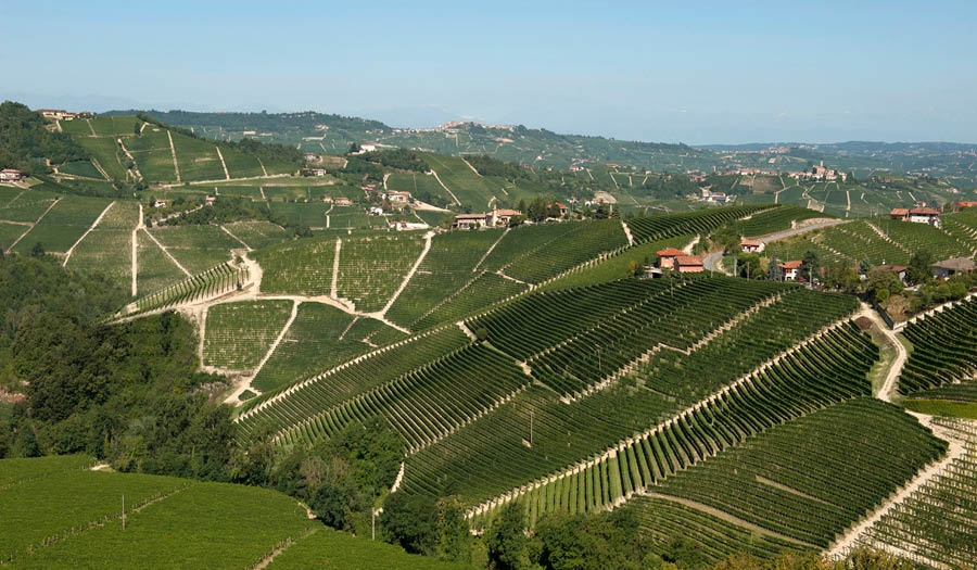 pious caesar barbaresco wines