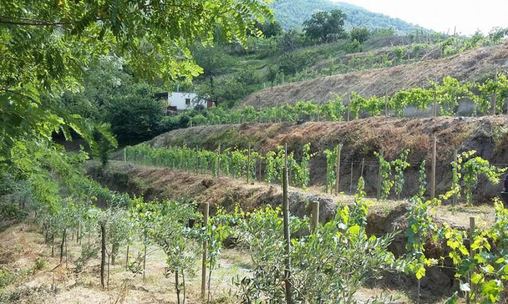 nocerino wines from Campania